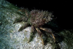Crabs - Granceola - Maja  squinado by Vito Lorusso 